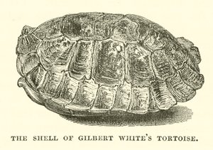 Skallet til Gilbert Whites skilpadde (gravering) av English School