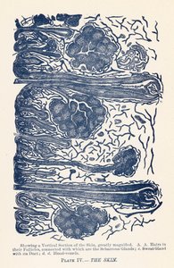 Huden (farge litho) av English School