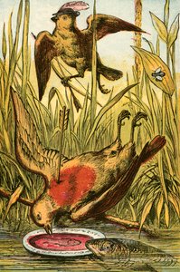 Spurven, Cock Robin og fisken av English School