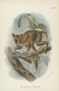 Den spektrale Tarsier av English School