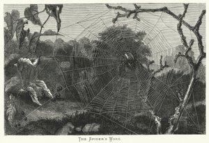 Die Arbeit der Spinne (Stich)