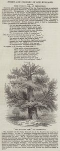 Sydney Oak, ved Penshurst (gravering) av English School