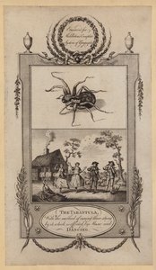 Die Tarantel, mit der Methode, die von ihr Gestochene durch Musik und Tanz zu heilen (Stich)