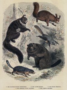 Den tretten-stripete spermofilen, Alpine Murmeldyr, The Bright Pteromys, The American Flying Squirrel, The Common Squirrel (farget gravering) av English School