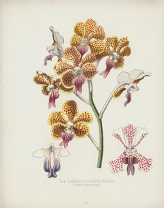 Den trefargede Vandaen, Vanda Tricolor av English School