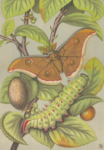 Tussar-silkeormen i India (farge litho) av English School
