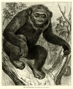 The Twin Monkeys, fra Life (gravering) av English School