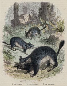 The Viscacha, Young Viscacha, The Chinchilla (farget gravering) av English School