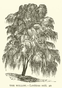 The Willow, Leviticus, xxiii, 40 (gravering) av English School