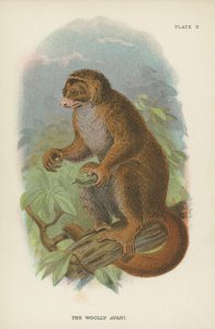The Woolly Avahi av English School