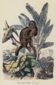 The Woolly Lemur, Lemur laniger (farget gravering) av English School
