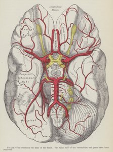 Arteriene i bunnen av hjernen av English School
