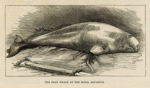 Den døde hvalen ved Royal Aquarium av English School