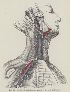 De dype lymfene og kjertlene i nakken og thorax (gravering) av English School