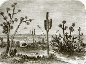 Den gigantiske cereus av English School