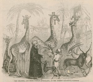 Die Giraffen und ihre nubischen Betreuer von English School