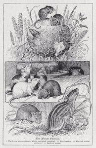 Musefamilien (litho) av English School