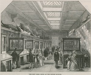 Det nye korallrommet på British Museum av English School
