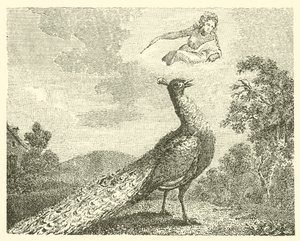 Påfuglens klage (gravering) av English School