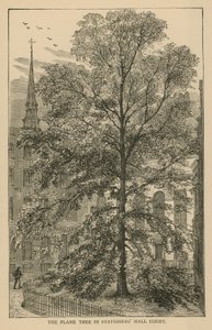 Platantreet i Stationers Hall Court av English School