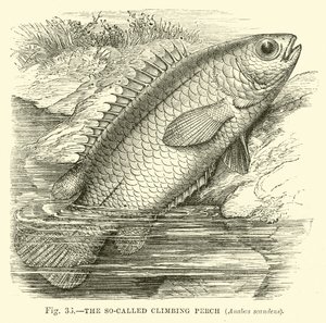 Den såkalte klatreabboren, Anabas scandens av English School