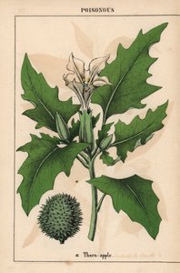 Tornet eple med hvite blomster og piggete frukter.   , fra "The Instructive Picturebook, or Lessons from the Vegetable World," [Charlotte Mary Yonge], Edinburgh av English School