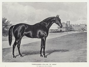Fullblodshingst "St Simon" (litho) av English School