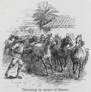 Dreschen mit Pferden (Gravur) von English School