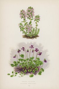 Thymus striatus; Erpetion reniforme (fargelitografi) av English School