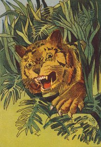 Tiger, India (fargelitografi) av English School