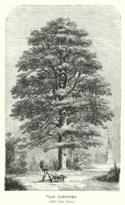 Tilia Europaea, The Lime Tree (gravering) av English School