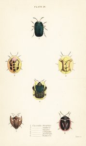 Skilpaddebiller: Omocerus bicornis 1, Cassida scalaris 2 av English School