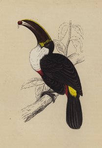 Tukan (farge litho) av English School