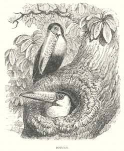 Tukan (gravering) av English School