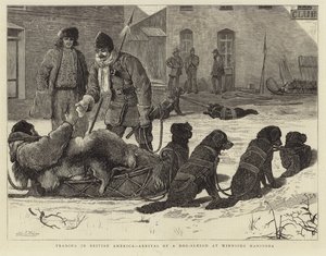 Handel i Britisk Amerika - Ankomst av en hundeslede til Winnipeg Manitoba av English School