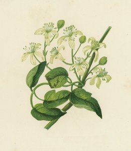 Traveller's Joy, Clematis Vitalba (farge litho) av English School