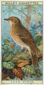 Tre-piper av English School