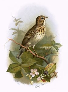 Tre Pipit