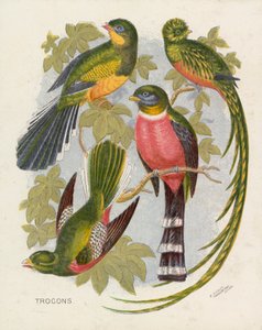Trocons (farge litho) av English School