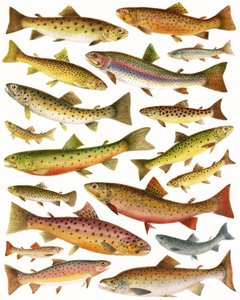 Forelle von English School