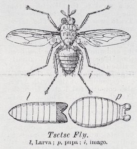 Tsetse fly (medlemmer) av English School