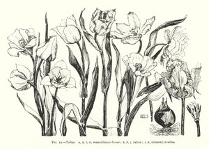 Tulipaner; samme crimson blomst; gul; Høyrød; hvit (gravering) av English School
