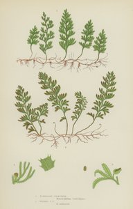 Tunbridge Filmy-Fern, Wilsons Filmy-Fern (farge litho) av English School