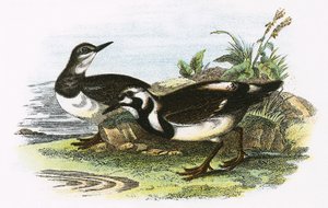 Turnstone av English School