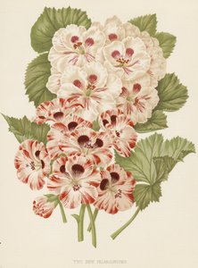To nye pelargonier (fargelitografi) av English School