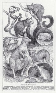 Typer pungdyr (litho) av English School
