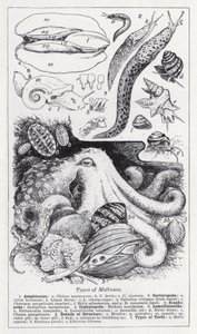 Typer bløtdyr (litho) av English School