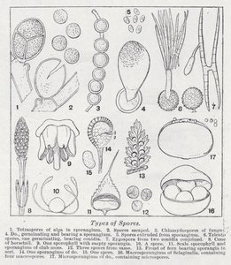 Typer sporer (litho) av English School