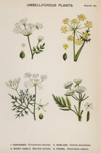 Umbelliferous Plants (farge litho) av English School