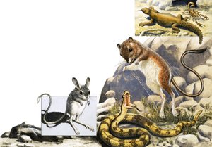 Uidentifisert dyr montasje med jerboa, slange og skorpion av English School